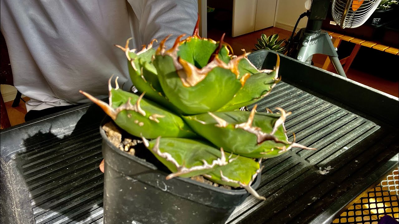 アガベ　海豹　植え替え