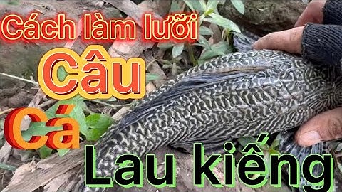 Video hướng dẫn cách làm lưỡi câu cá lau kiếng,chia sẻ mồi câu cá lau kiếng @HoangDuyMienTay