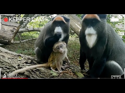 Baby De-Brazza Up Close | Port Lympne Hotel & Reserve