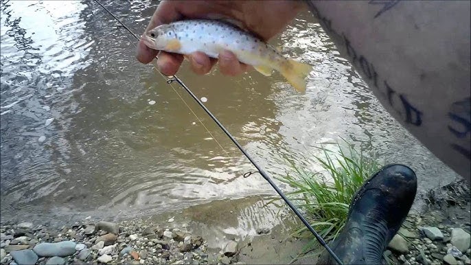 HOW-TO: Catch Trout On Bait Using Worms 