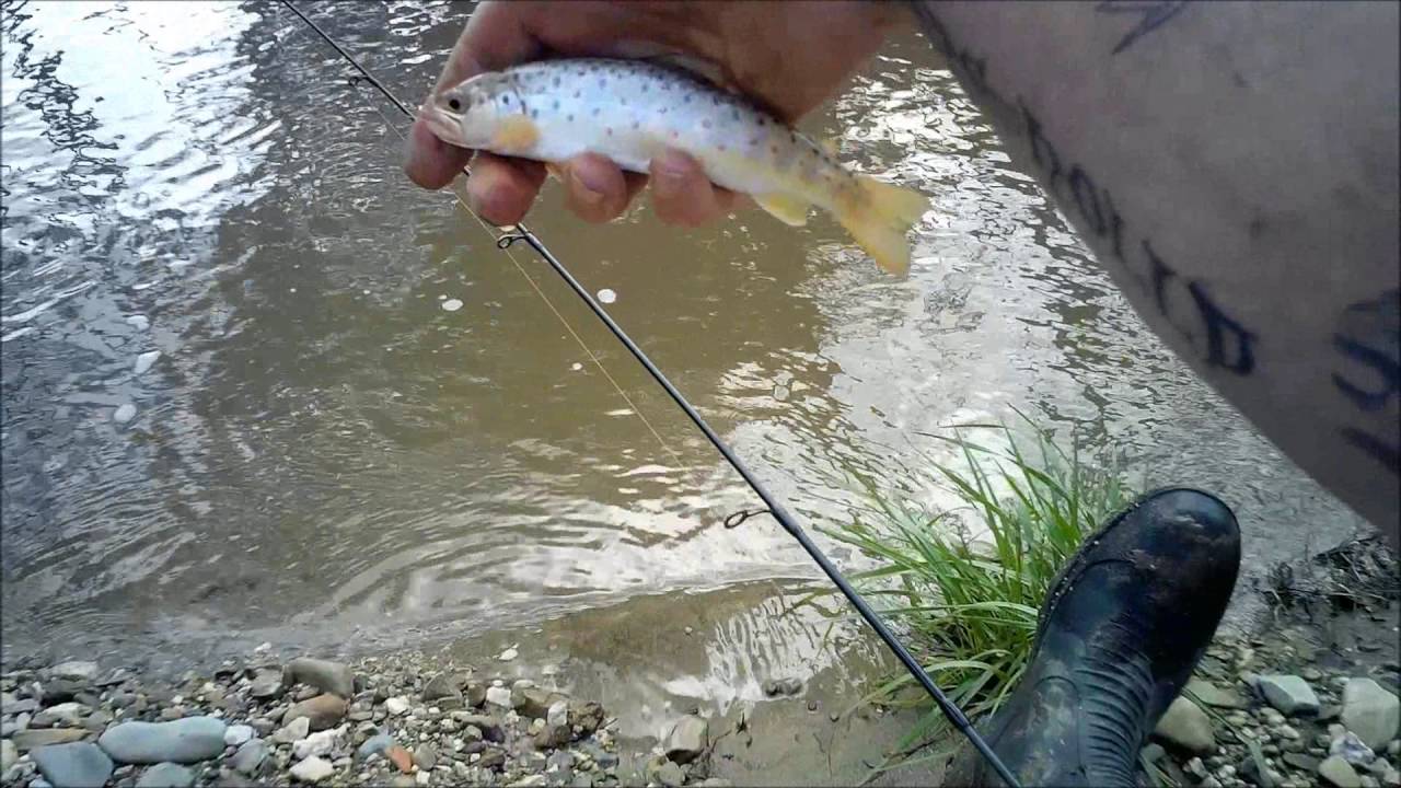 Angling for trout with worms tips, tricks and how to catch trout 