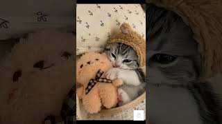 Funny Animal Behavior