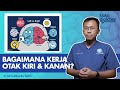 Otak Kiri Dan Kanan Apakah Benar Ada Perbedaannya Kata Dokter
