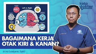 Otak Kiri Dan Kanan, Apakah Benar Ada Perbedaannya? | Kata Dokter