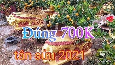 Quất tết 2021 - 2022 quất chum , quất chậu, quất trên trâu