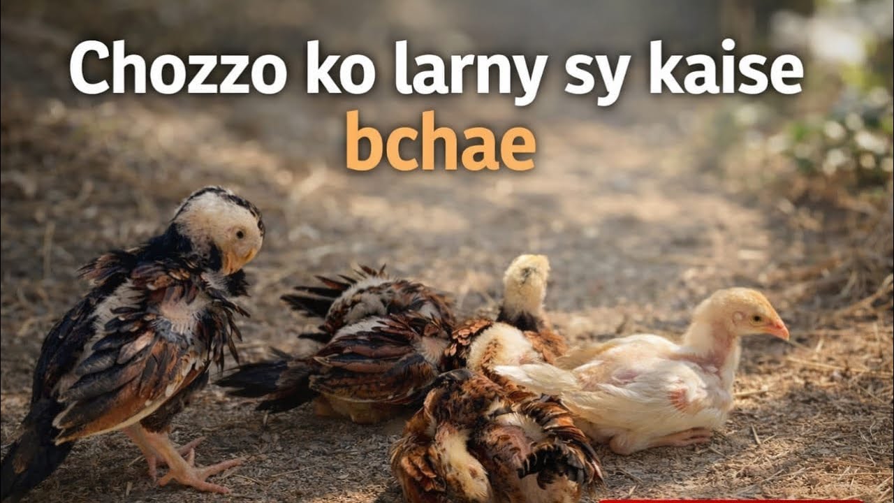 Chozzo ko larny sy kaise bchae ! 