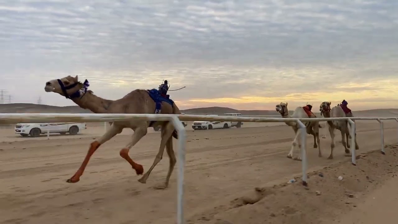 الشوط الاول ثنايا فمافوق شواهين زايد بن عبدالرحيم الشن التوقيت 8/5