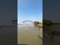 Big fish catch by castnet fishing from the river side #shorts #fishinglife #fishingvideo #bigfish