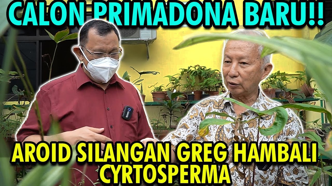 CALON PRIMADONA BARU! AROID SILANGAN GREG HAMBALI