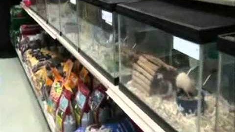 Diễn Đàn Cá Cảnh Biển - Thiên Đường Cá Cảnh