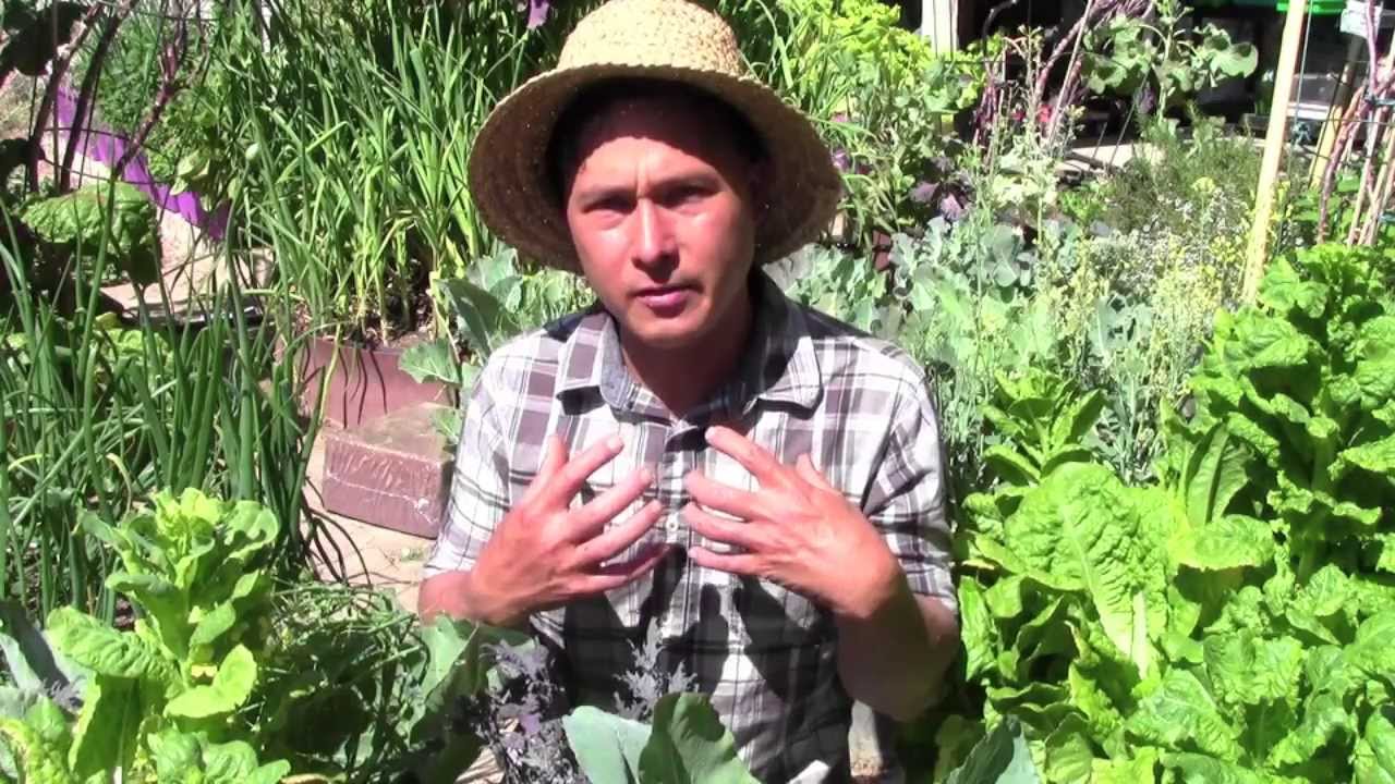 Is Gardening Expensive? Do I Need to Buy Anything to Grow Food? YouTube