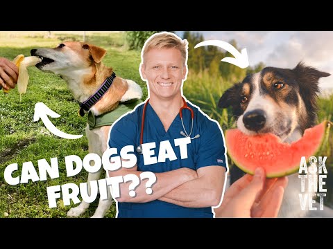 Will Bananas Help A Dog With Diarrhea