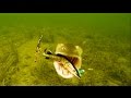 Aggressive Pike attacks Mike, Tommy, Ricky & Percy fishing lures. Rare underwater footage.