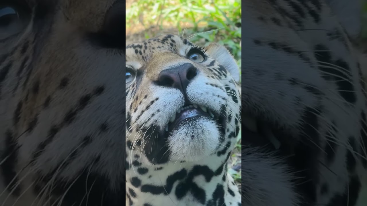 Jaguars’ Stunning Eyelashes 😍🐆 