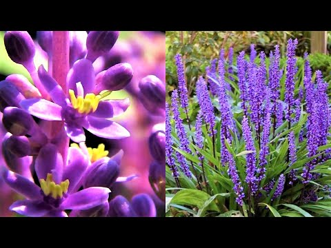 Video: Kur aug lavanda?