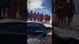 From Tiny to Giant – Animals With Surprising Size Twins | #hindi #facts #animals #trending #new