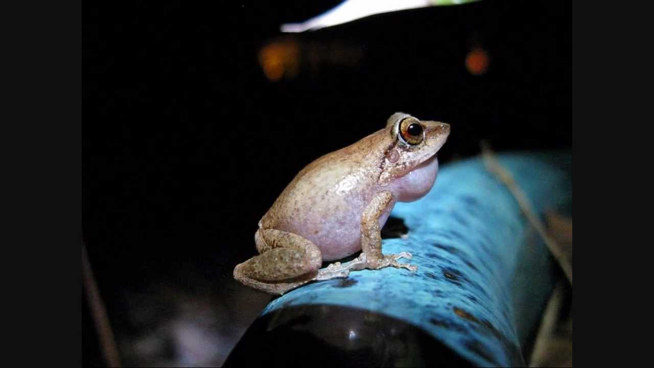 Coqui Frogs Up Close And Loud! - Youtube