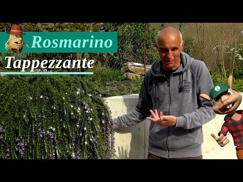 Video: Varietà di piante di rosmarino - Diversi tipi di rosmarino da coltivare