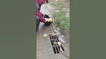 Rain Flooding Remove Unclogged Drain #cleaning #shorts #plastic #satisfying #real #unclog #fishing