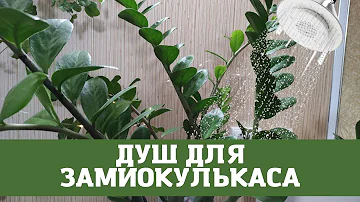 Горячий Душ для Долларового Дерева