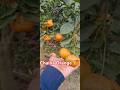Sweet chaina Orange🍊 Chaina ramlongon plant fruiting #plants #nature #orange #shorts #fruit #garden