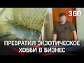 Житель Подольска разводит гигантских креветок