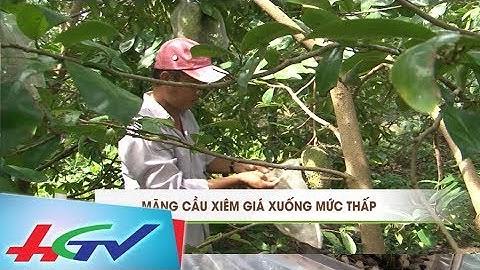 Mãng cầu xiêm đang rớt giá | BẢN TIN KINH TẾ NÔNG NGHIỆP - 25/4/2018