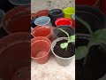 Sunflower seedlings ~ potting on🌱🪴🌻 #seedlings #gardeninglife #shorts #likeandsubscribe 💗