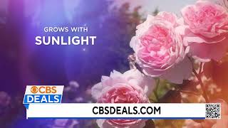 CBS Deals - Cottage Farms Direct