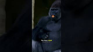 🐒 GORILLAS' INTELLIGENT TOOL USE #Shorts