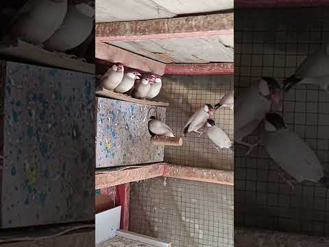 جاوة عسلي طيور محمية ٠٧٧٠٦٥٧٤٠٥٢