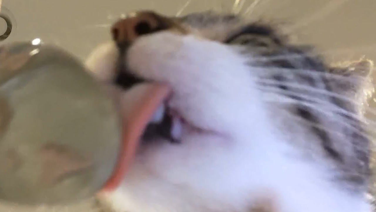 Cats eating from a spoon - Cat ASMR