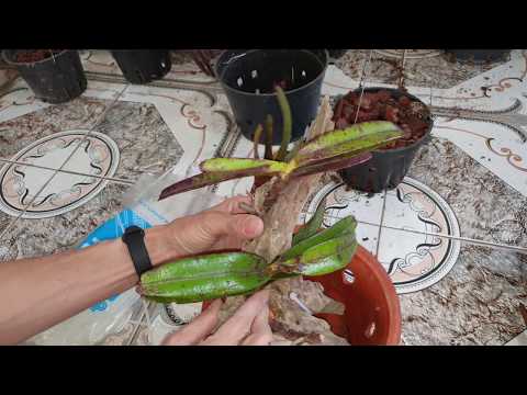 Cách trồng lan quế tím thị phạm cho các bác mới chơi lan