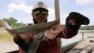 Berburu ikan senggarat||Lais tembiring sungai Kuantan||Kuansing Riau