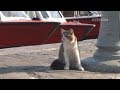 Aegean Cat Trip, Day 3-Hydra (1)/エーゲ海 猫の旅,3日目-イドラ島(1)