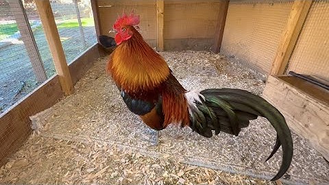 red jungle fowl, saib qaib ua si nawb February 5, 2025