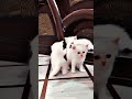 #cat #snbolly #cuteanimal #petsrule #cutecat #cute #anmals #cutepet #viral #shortvideo
