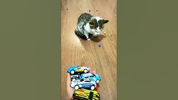 Cat Barsik 🚗🚗🐱Cube Reverse video #MarbleRunandMore #satisfyingvideo #reversevideo #asmr #reverse