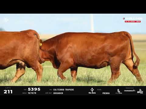 LOTE 211   TAT 4831, 5395 F Red Angus