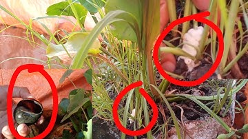 NGUYÊN NHÂN ỐC BƯƠU (ỐC NHỒI) BỐ MẸ C.H.Ế.T?