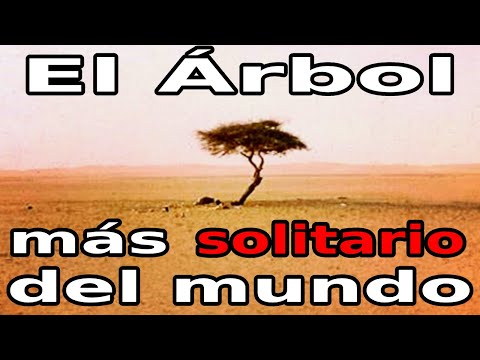 Vídeo: Tenere árbol - El árbol Más Solitario De La Tierra Fue Asesinado Por Un Conductor Ebrio - Vista Alternativa