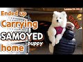 We ended up carrying our Samoyed puppy home