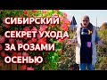 Как обрезать и укрыть розы на зиму. Осенний уход за плетистыми розами. Розы, цветущие несколько раз.