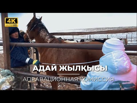 Видео: Адай Жылқысы. Аправациялық Коммисия