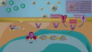 Androgen synthesis blockade - Abiraterone