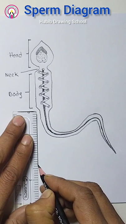 Фотошопта сперматозоидты қалай салуға болады