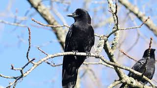 Crows Are Happy to Spend Time with You