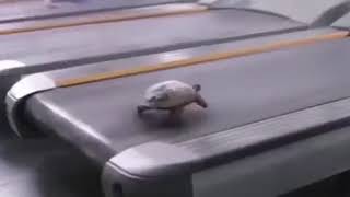 Żółw na bieżni