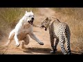 कुत्ता और चीता की लडाई l #fighting #trending #video #testing 😡