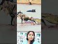 নিঃশব্দে আঘাত #LionAttack #WildlifeDrama #NatureLover #SurvivalOfTheFittest